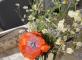 Atelier floral à Fonsorbes Résidence Le Sorbier FONSORBES